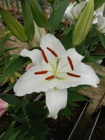 [4341 Forano VH No02.JPG]